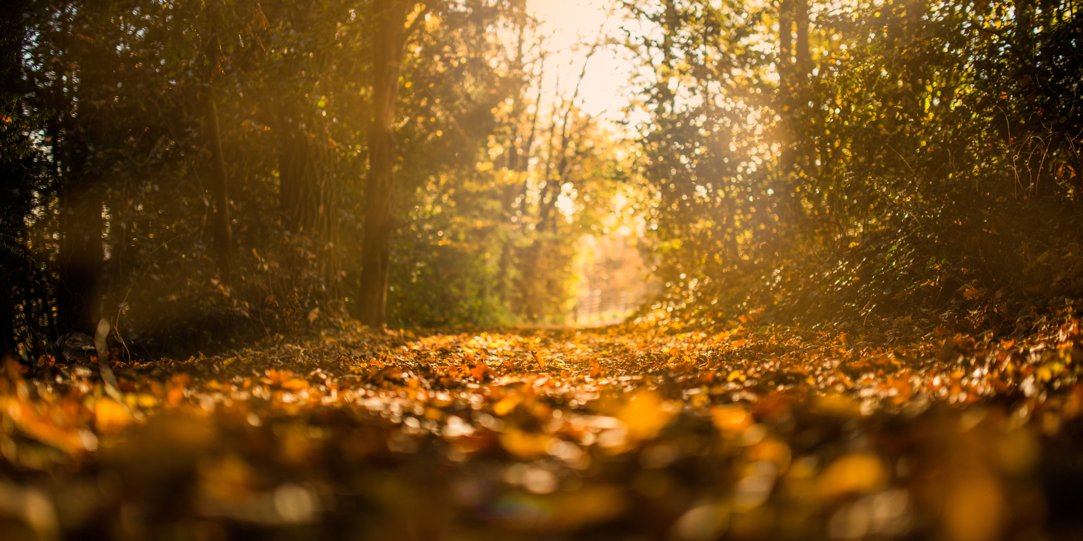 The Pathway to Possibilities for disability support service